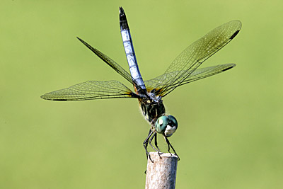 Blue Dasher dragonfly (male)