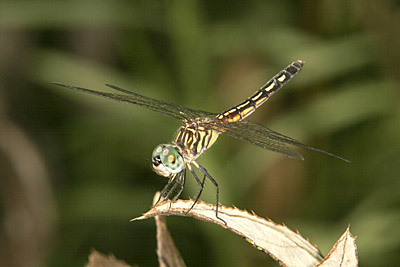 Blue Dasher dragonfly (female)