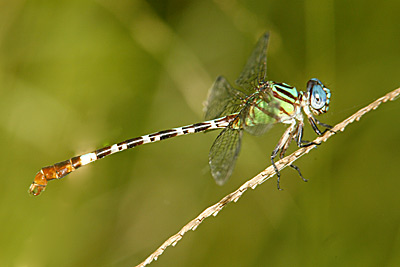 Blue-faced Ringtail dragonfly male