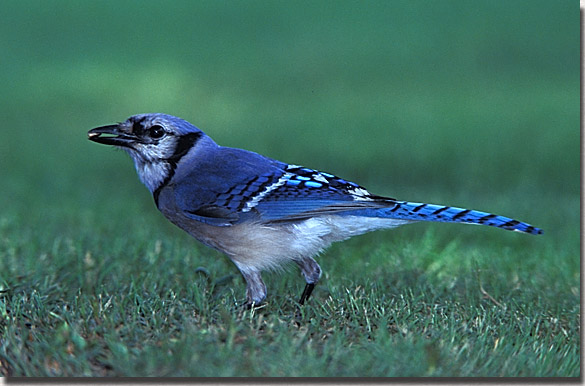 Blue Jay