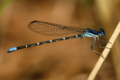 Blue-ringed Dancer damselfly (male)