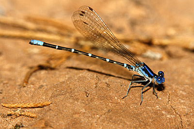 Blue-ringed Dancer damselfly (male)