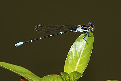 Blue-ringed Dancer damselfly (male)