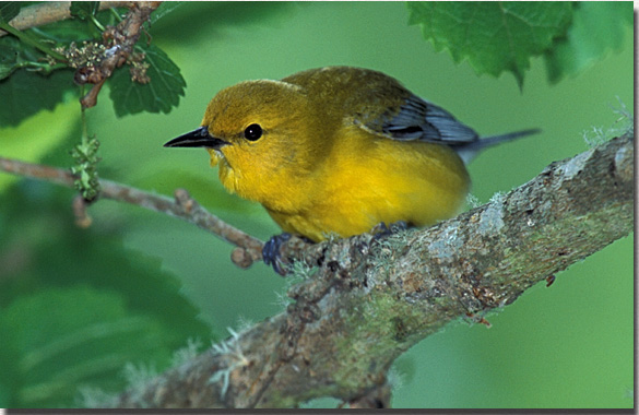 Blue-winged Warbler