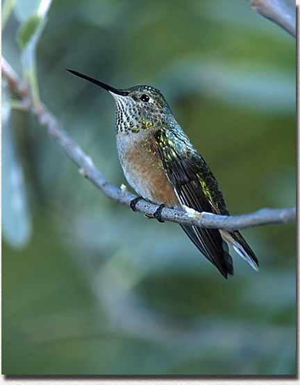 Broad-tailed Hummingbird