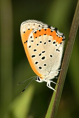 Bronze Copper (Lycaena hyllus) 