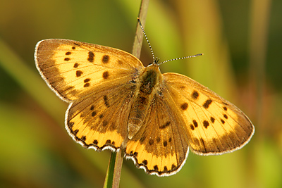 Bronze Copper (Lycaena hyllus) 