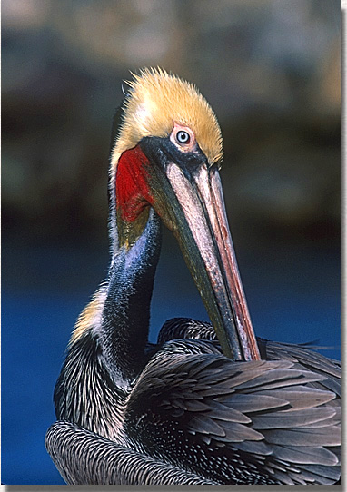 Brown Pelican