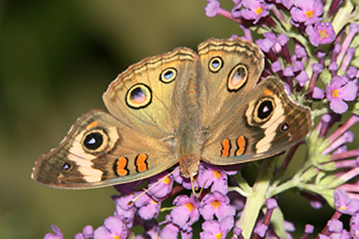 Common Buckeye (Junonia coenia) 