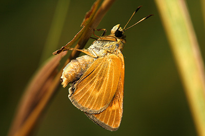 Byssus Skipper butterfly