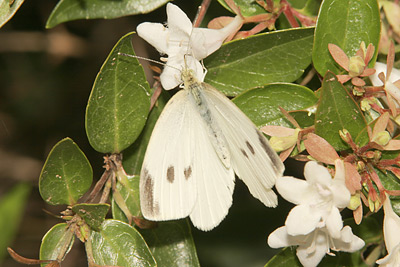 Cabbage White (Pieris rapae) 