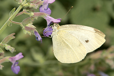 Cabbage White (Pieris rapae) 