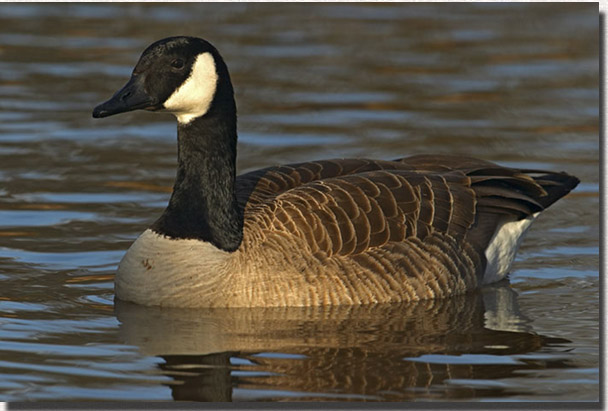 Canada Goose