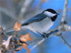 Carolina Chickadee