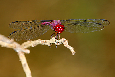 Carmine Skimmer dragonfly male