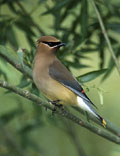 Cedar Waxwing