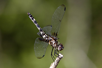 Checkered Setwing dragonfly (female)