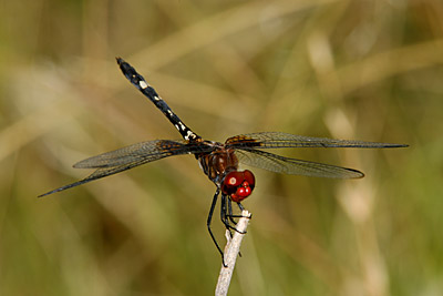 Checkered Setwing dragonfly (male)