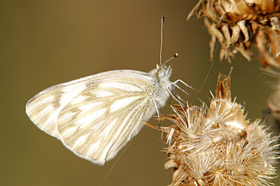 Checkered White Butterfly