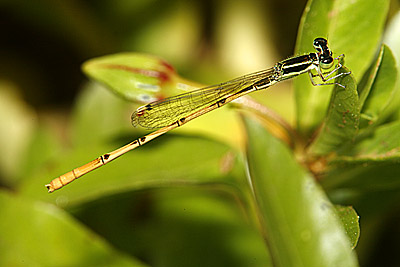 Citrine Forktail damselfly