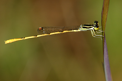 Citrine Forktail damselfly (male)