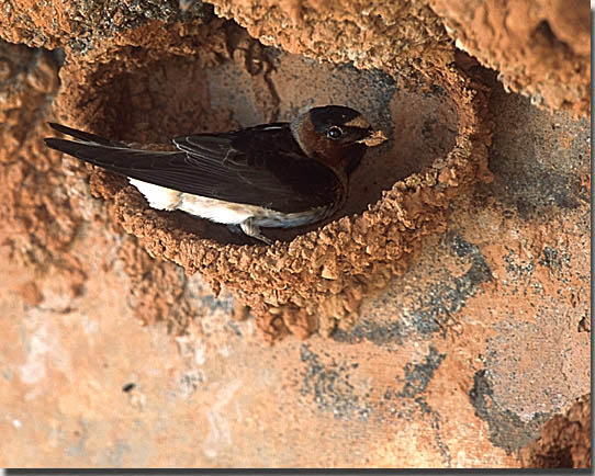 Cliff Swallow