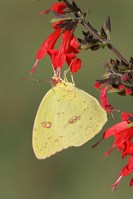 Clouded Sulphur (Colias philodice) 