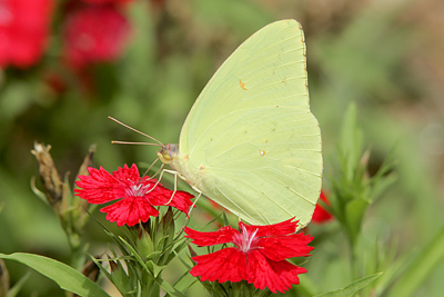 Cloudless Sulphur (Phoebis sennae) 