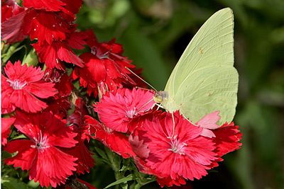 Cloudless Sulphur (Phoebis sennae) 