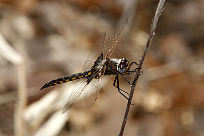 Common Baskettail dragonfly