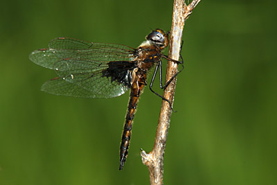 Common Baskettail dragonfly