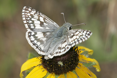 Common Checkered-Skipper (Pyrgus communis) 