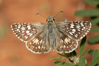 Common Checkered-Skipper (Pyrgus communis) 