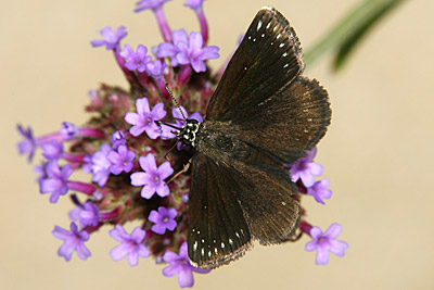 Common Sootywing