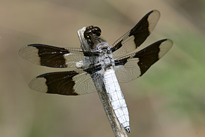 Common Whitetail dragonfly (male)