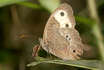 Common Wood Nymph (Cercyonis pegala)