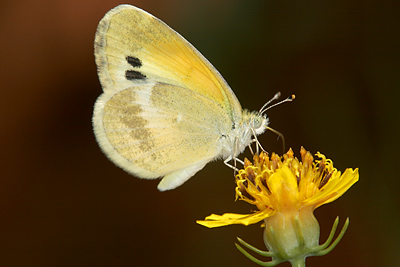 Dainty Sulphur (Nathalis iole)