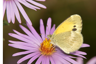 Dainty Sulphur (Nathalis iole)