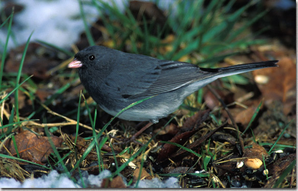 Dark-eyed Junco