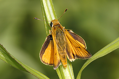 Delaware Skipper butterfly