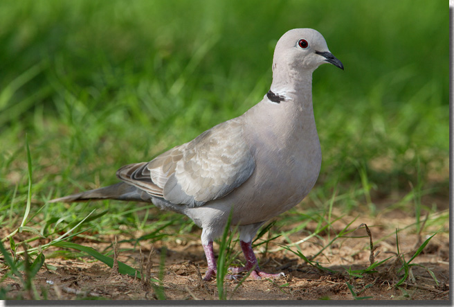 Eurasian Collared-Dove