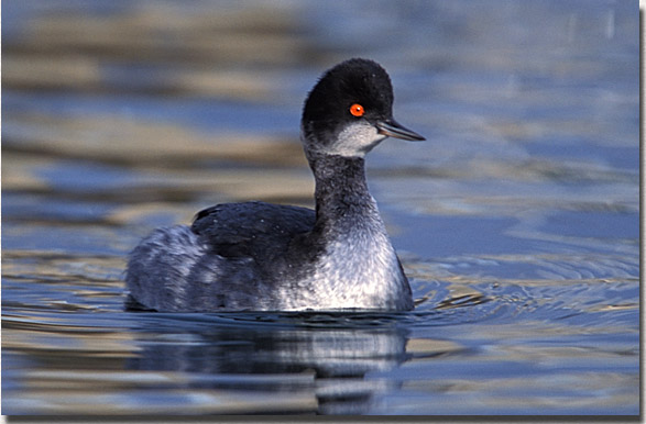 Eared Grebe