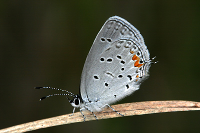 Eastern Tailed-Blue (Everes comyntas)