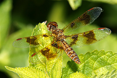 Eastern Amberwing dragonfly (male)