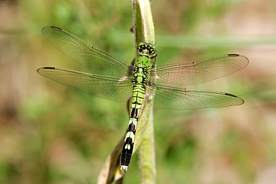 Eastern Pondhawk dragonfly (female) 