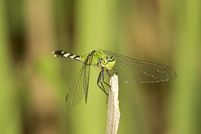 Eastern Pondhawk Dragonfly (female) 