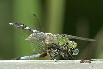 Eastern Pondhawk Dragonfly (female) with prey