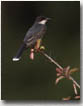 Eastern Kingbird