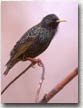 European Starling