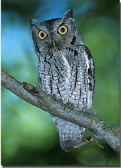 Eastern Screech Owl